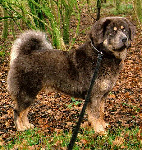 Nimu a Tibetan Mastiff