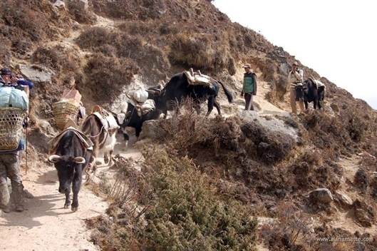 Click for large image